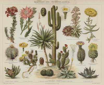 Cactussen en vetplanten door German School