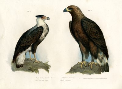 Caracara door German School