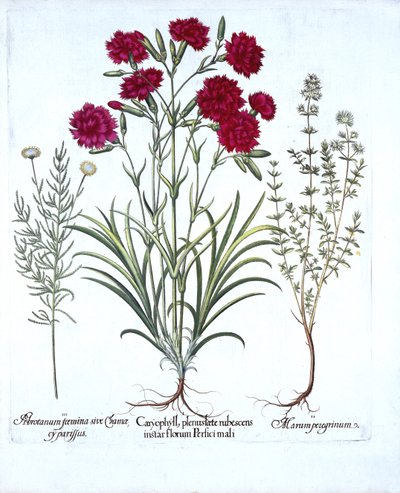 Anjer, Kattenkruid en Gewone Lavendel, uit Hortus Eystettensis, door Basil Besler, 1613 door German School