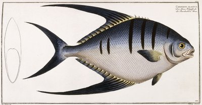 Chaetodon Glaucus, 1785-1788 door German School