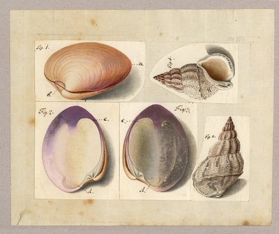 Venus Mercenaria Linnaei, Buccino glacioli Linnaei, 1785 door German School