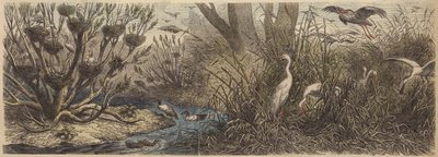 Kolonie watervogels op de rivier Tisza in Hongarije door German School