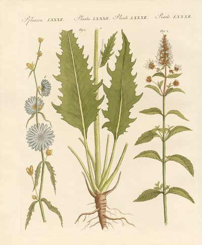 Commerciële en medische planten door German School