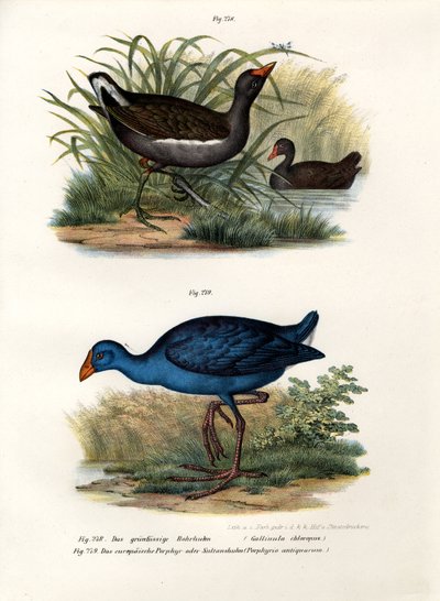 Waterhoen, 1864 door German School