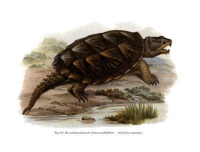 Gewone Snapping Schildpad door German School