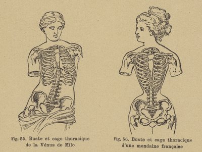 Vergelijking van de vorm van de borst en ribbenkast van de Venus van Milo met die van een Franse socialite uit de late 19e eeuw door German School