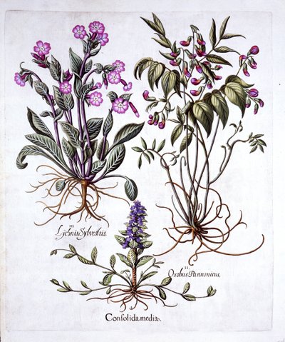 Kruipend Zenegroen, Lentewikke en Dagkoekoeksbloem, uit Hortus Eystettensis, door Basil Besler, 1613 door German School