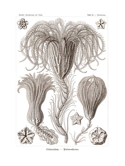 Crinoidea door German School