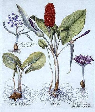 Gevlekte Aronskelk, Voorjaarskrokus, Sterhyacint, uit Hortus Eystettensis, door Basil Besler, gepubliceerd 1613 door German School
