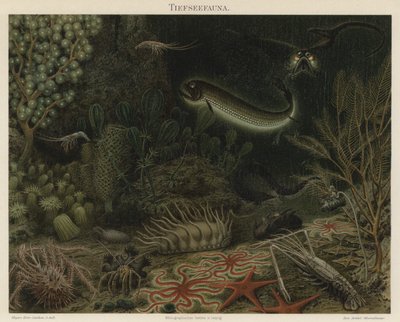 Diepzee fauna door German School