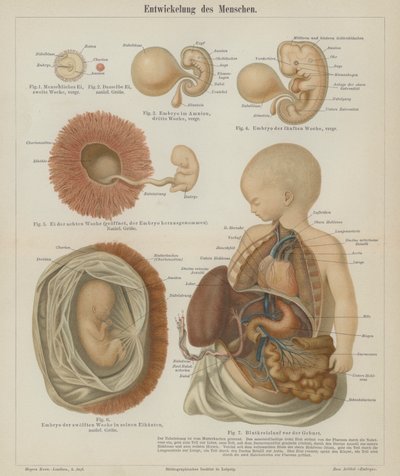 Ontwikkeling van een menselijke foetus door German School