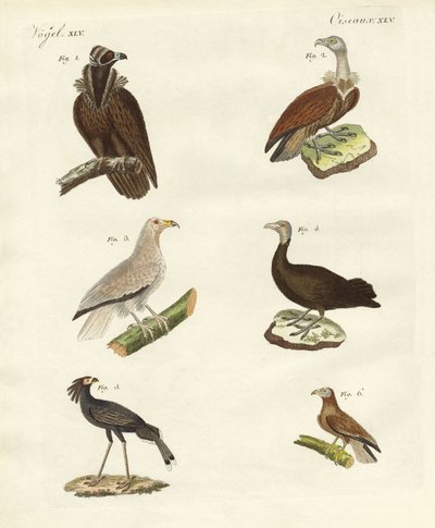 Verschillende soorten roofvogels door German School