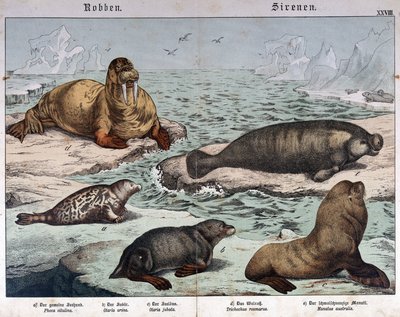 Verschillende soorten zeehonden (gemarmerde zeehond links), walrus (linksboven) en zeeleeuwen - in 