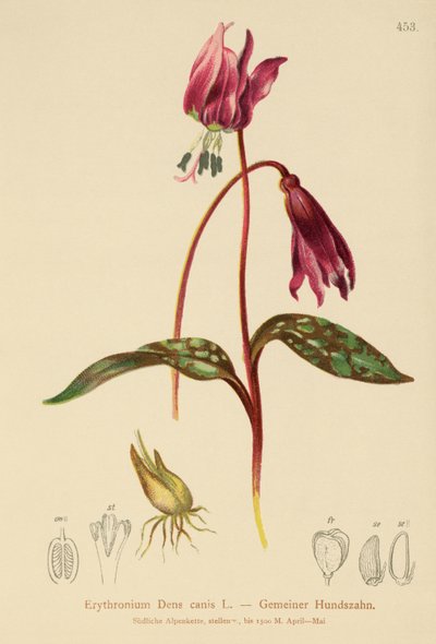 Hondentand Violet (Erythronium Dens canis, Erythronium caninum) door German School