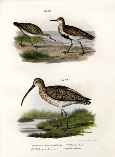 Bonte Strandloper, 1864 door German School