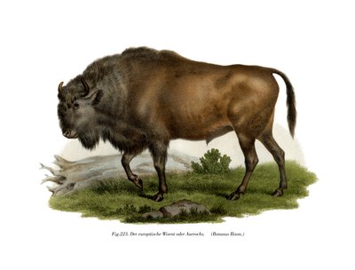 Europese Bizon, 1860 door German School