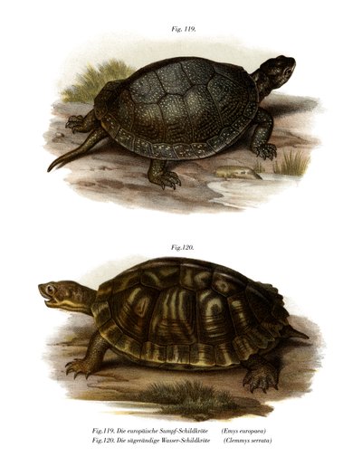 Europese moerasschildpad door German School