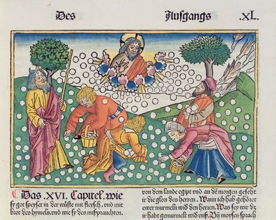 Exodus 16:13-22 God voorziet de Israëlieten van kwartels en manna, uit de Neurenbergse Bijbel (Biblia Sacra Germanaica) door German School