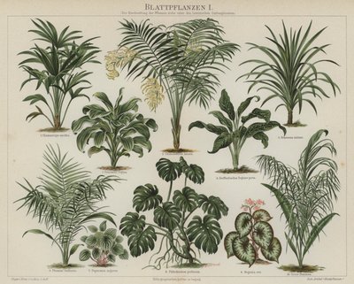 Bladplanten door German School