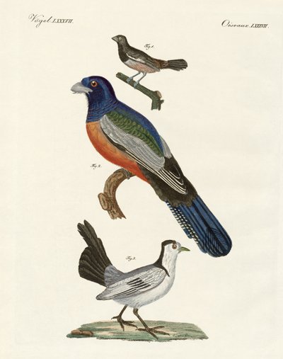 Buitenlandse vogels door German School