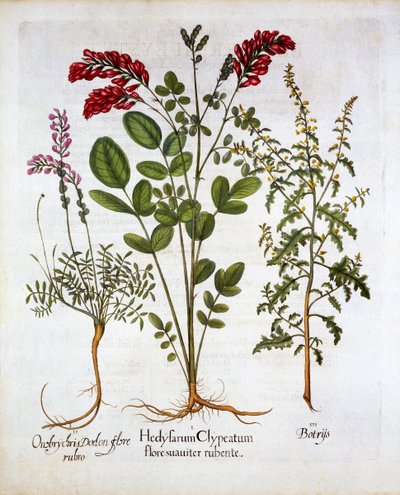 Franse Kamperfoelie, Gewone Sainfoin en Veergeranium, uit Hortus Eystettensis, door Basil Besler, gepubliceerd 1613 door German School