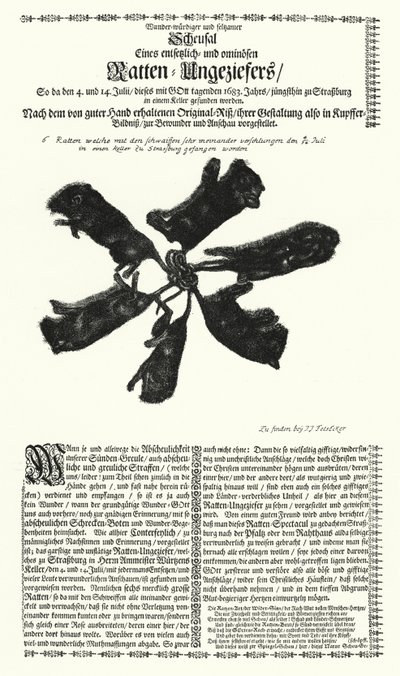 Reuzenratten gevangen in Straatsburg in 1683 (gravure) door German School