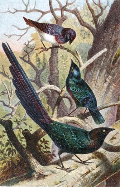 Glanzende Spreeuwen, plaat uit "Brehms Tierleben: Allgemeine Kunde des Tierreichs", vol 4, p. 392, uitgegeven door Bibliographisches Institut door German School