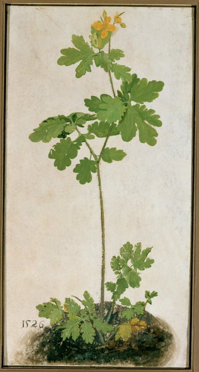 Grote celandine (aquarel, tempera en penseel op perkament gemonteerd op karton) door German School