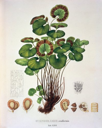 Gymnogramme Reniformis, tafel XXVI uit 
