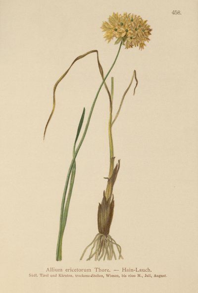 Heide Knoflook (Allium ericetorum, Allium ambiguum, Allium graminifolium) door German School