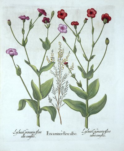 Heide en Twee Soorten Lychnis, uit Hortus Eystettensis, door Basil Besler, gepubliceerd 1613 door German School
