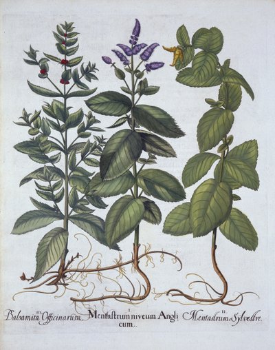 Horsemint en Spearmint, uit Hortus Eystettensis, door Basil Besler, gepubliceerd 1613 door German School