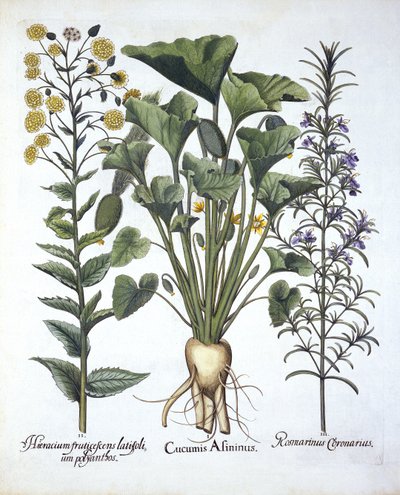 I Squirting komkommer, ii Smalbladige Havikskruid, iii Rozemarijn, uit Hortus Eystettensis, door Basil Besler, gepubliceerd 1613 door German School