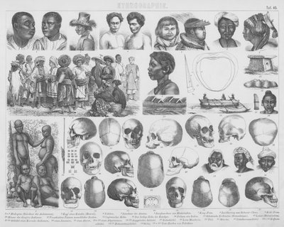 Illustratie voor Bilder-Atlas: Rassen en schedels door German School