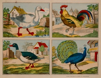 Illustratie van een eend, gans, pauw en haan, Neuruppiner Bilderbogen door German School
