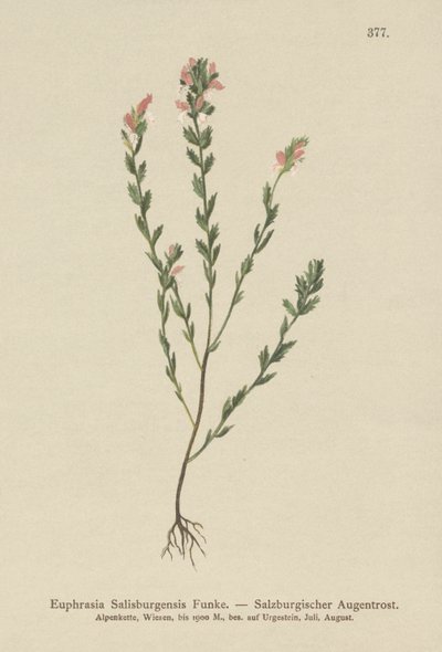 Ierse Oogentroost (Euphrasia Salisburgensis) door German School