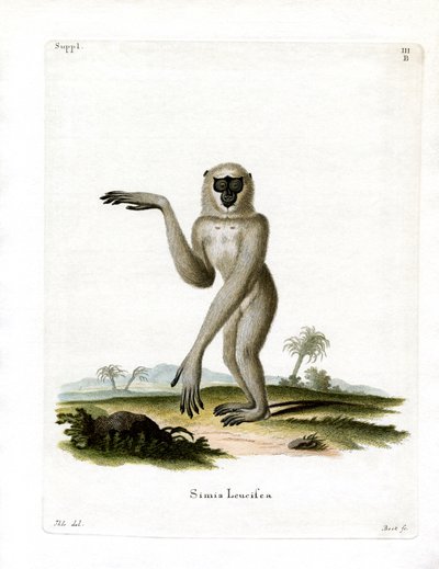 Javaanse Zilvergibbon door German School
