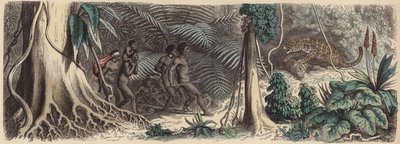Jungle in Brazilië door German School
