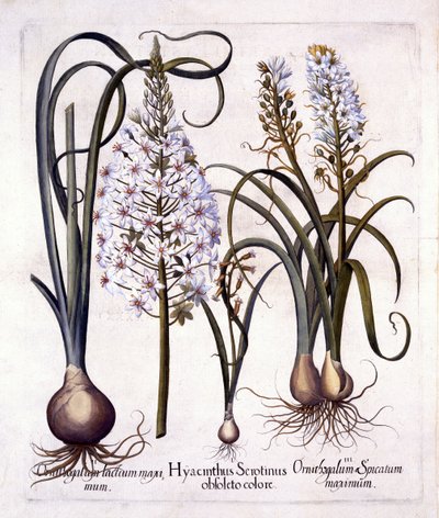 Late Hyacint en Ster van Bethlehem, uit Hortus Eystettensis, door Basil Besler, 1613 door German School