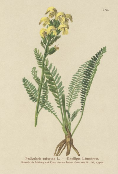 Langsnavelige Gele Ratelaar (Pedicularis tuberosa) door German School