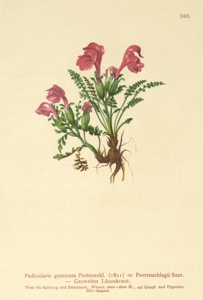 Ratelaar (Pedicularis geminata, Pedicularis Portenschlagii, Pedicularis pumila) door German School