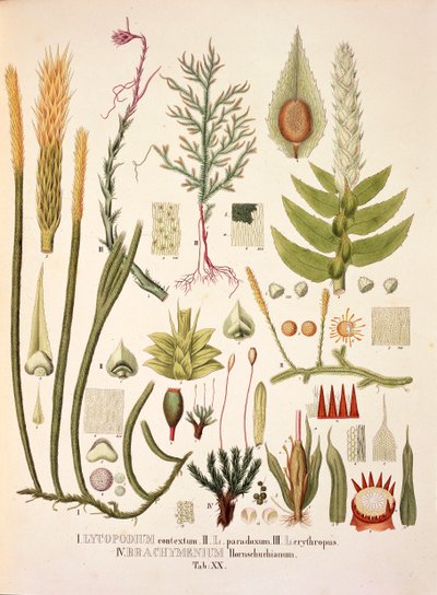 Lycopodium en Brachymenium, tafel XX uit 