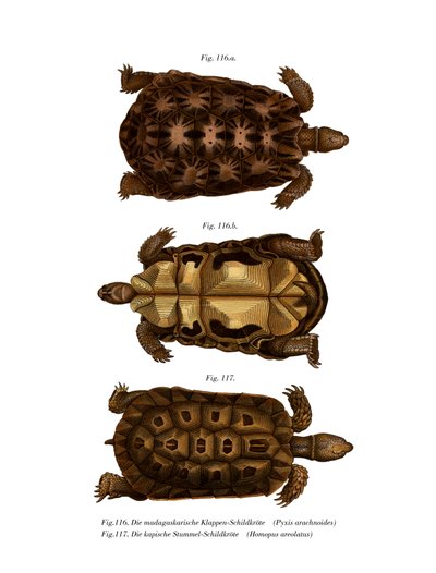 Madagaskische spinnen schildpad door German School