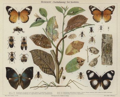 Mimicry bij insecten door German School