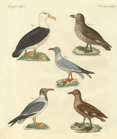 Nieuwe vogels door German School