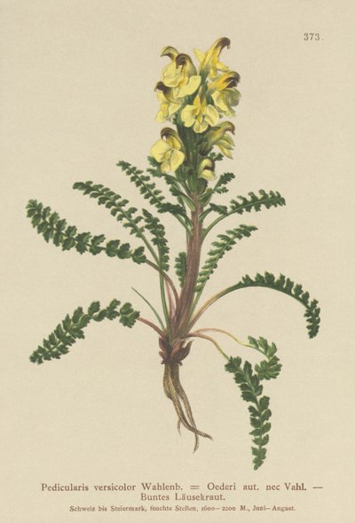 Oeders Ratelaar (Pedicularis versicolor, Pedicularis Oederi) door German School