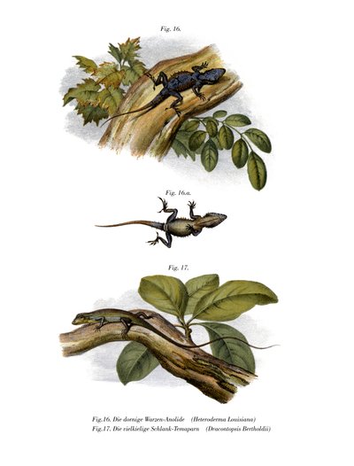 Perzik Anolis door German School