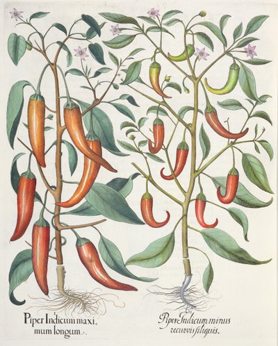 Peper: 1.Piper Indicum maximum longum; 2.Piper Indicum minus recurvis filiquis, uit de Hortus Eystettensis door Basil Besler (1561-1629), uitgegeven 1613 door German School