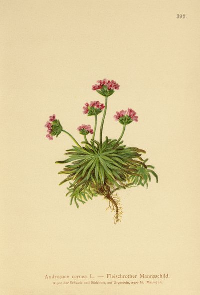 Roze Rotsjasmijn (Androsace carnea) door German School