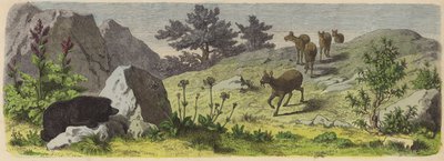 Planten en dieren van de bergen van Azië (gekleurde gravure) door German School
